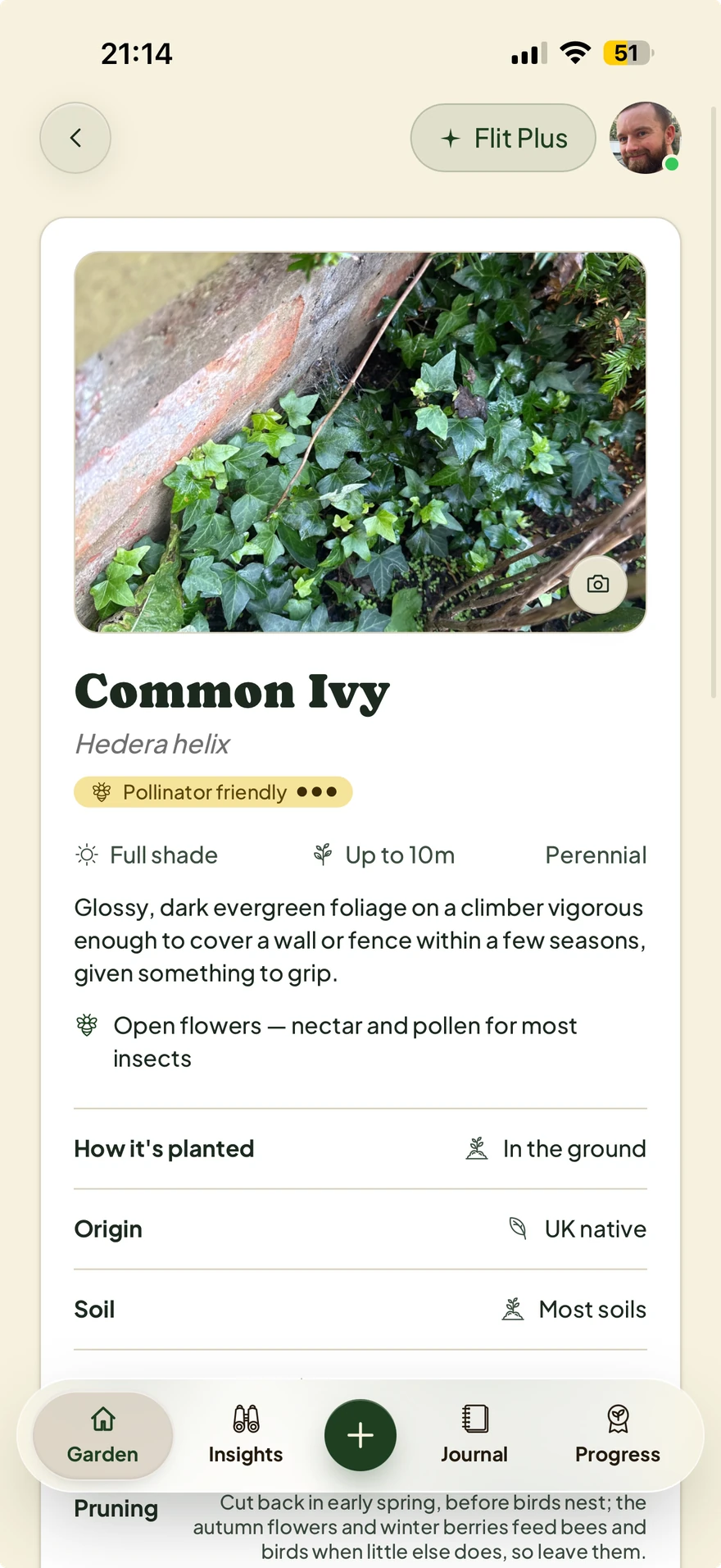 Common Ivy's plant detail in Flit, with the gardener's photo, pollinator value, growing conditions and care information.
