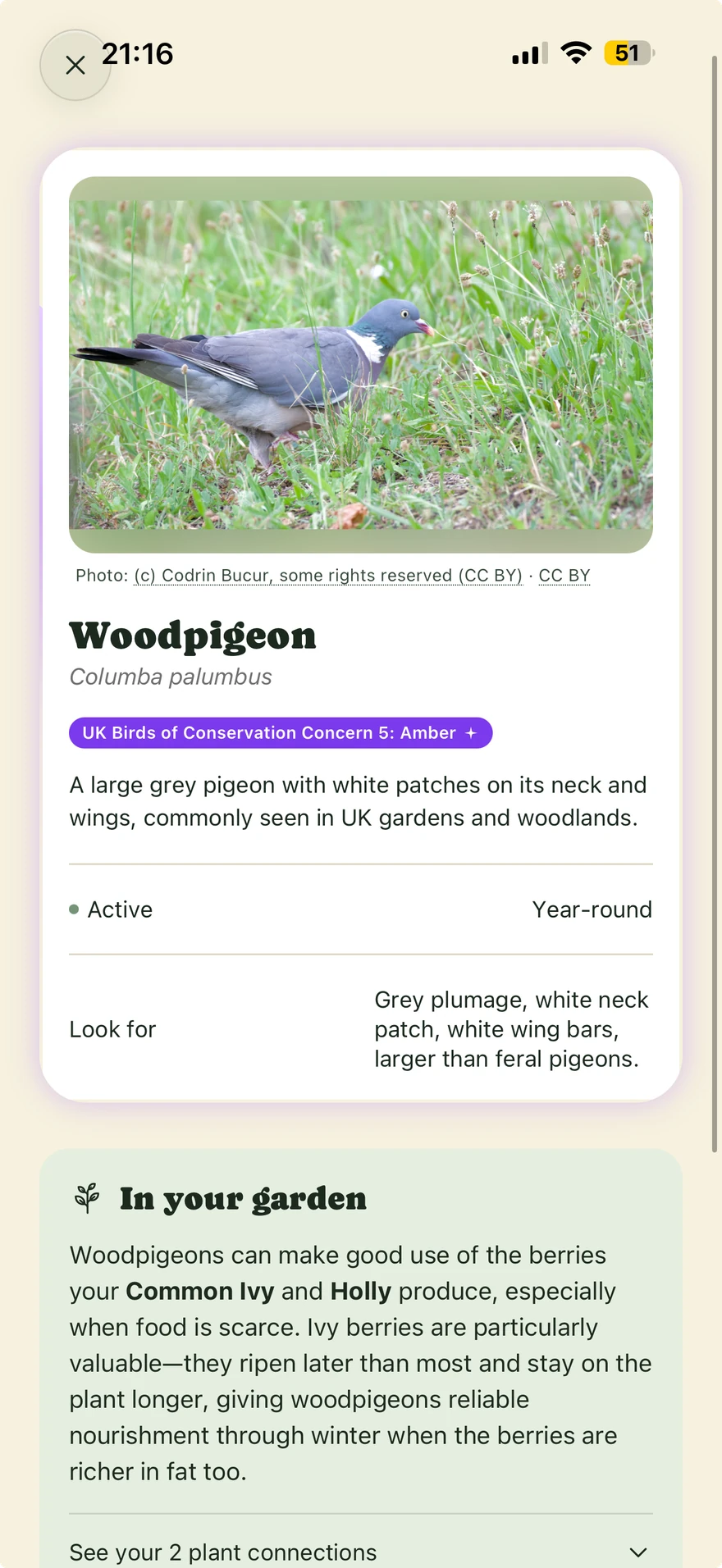 A woodpigeon's wildlife detail in Flit, with identification information and an In your garden panel explaining how the gardener's Common Ivy and Holly could provide berries.